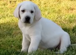 cuccioli di labrador 