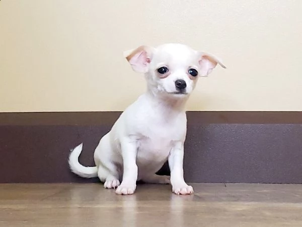 vendita cucciolo chihuahua a pelo lungo