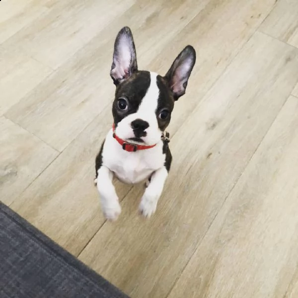 boston terrier as gift