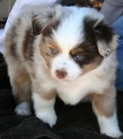 vendita cucciolo cuccioli di pastore australiano in miniatura miniature american shepherd