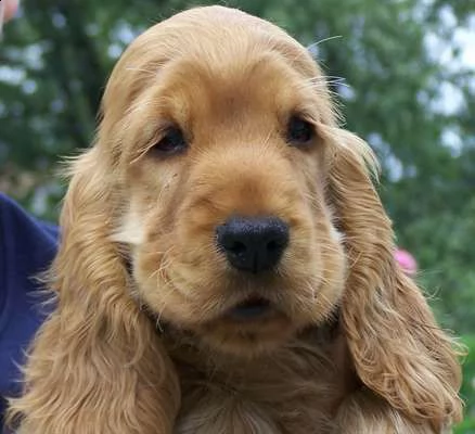 vendita cucciolo cocker spaniel inglese con pedigree