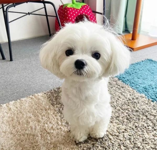 cucciolo maltese toy