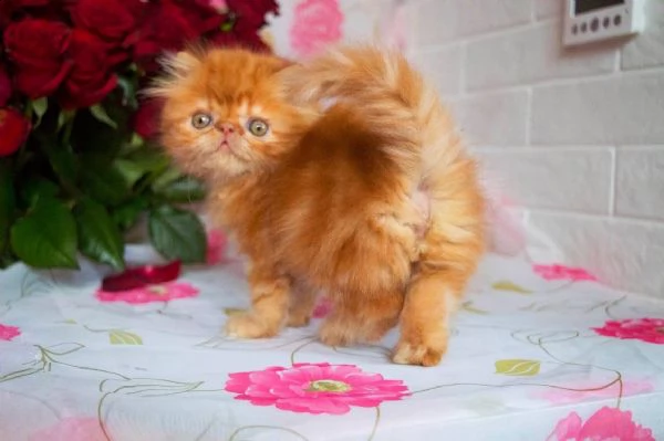 cuccioli di exotic shorthair