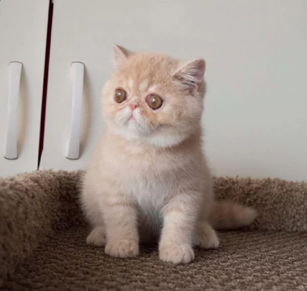 cuccioli di exotic shorthair | Foto 1