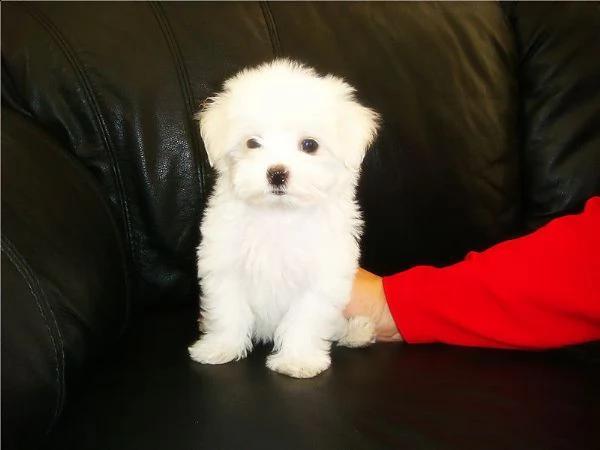 cuccioli maltesi biancaneve purosangue con documenti | Foto 1