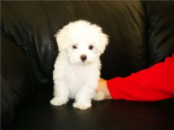 cuccioli maltesi biancaneve purosangue con documenti