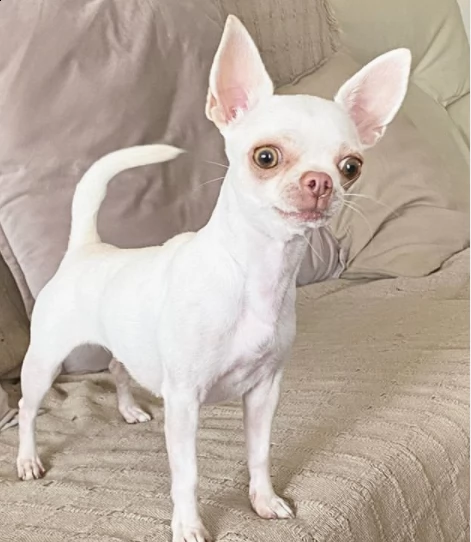 cuccioli chihuahua maschio e femmine disponibili per ladozione