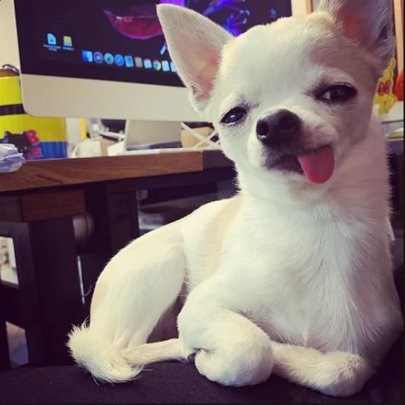 cuccioli chihuahua maschio e femmine disponibili per ladozione | Foto 0