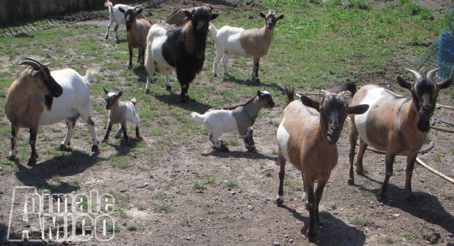Vendita Animali Da Cortile Friuli Venezia Giulia