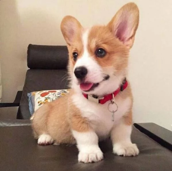 cuccioli di cardigan welsh corgi