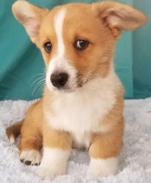 cuccioli di cardigan welsh corgi | Foto 0
