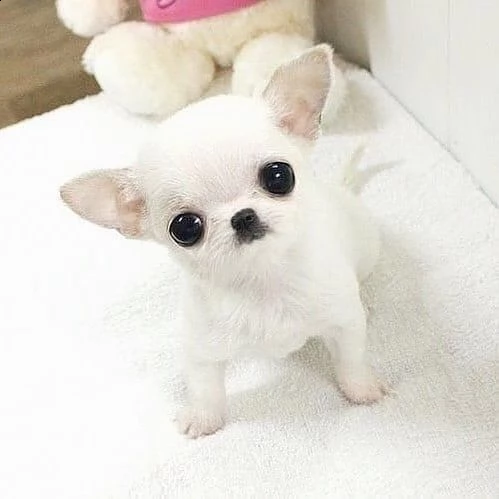 cuccioli di chihuahua maschio e femmina  13 settimane | Foto 1