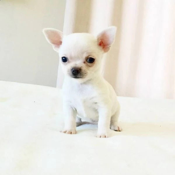 cuccioli di chihuahua maschio e femmina  13 settimane | Foto 0