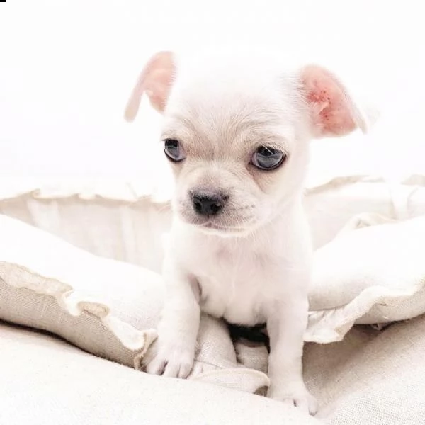 cuccioli di chihuahua maschio e femmina  13 settimane