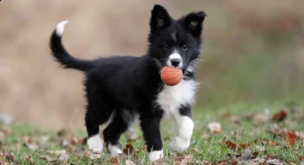 vendito cucciolo in vendita adorabili cuccioli di border collie | Foto 2