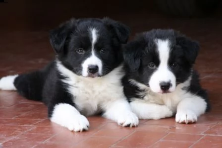 cuccioli di border collie