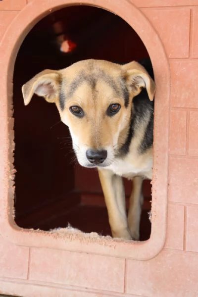 cucciolone meraviglioso  solo 11 mesi