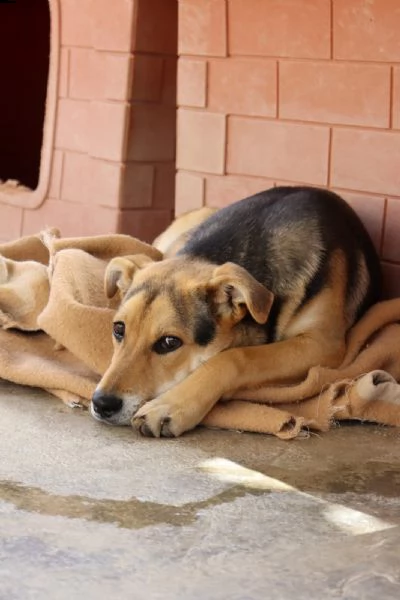 cucciolone meraviglioso  solo 11 mesi | Foto 0