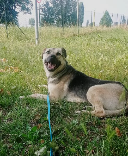 cucciolone pieno di vita solo 3 anni | Foto 0