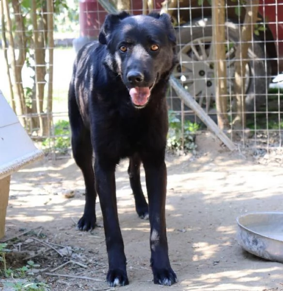 dolce cagnolone nato e cresciuto in canile  | Foto 0