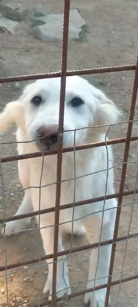 strepitoso cucciolotto bianco nato a dicembre | Foto 0