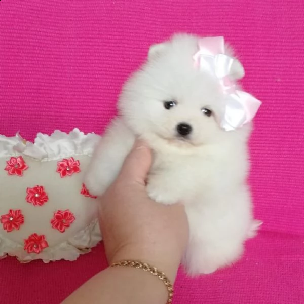 cuccioli di pomeraniai cuccioli si prendono cura 24 ore su 24