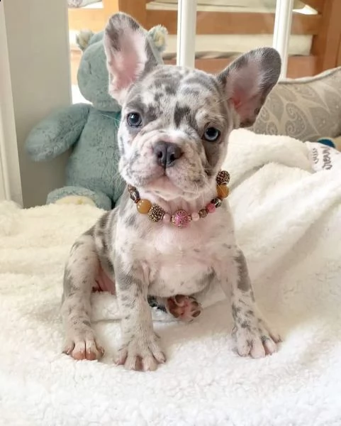 bulldog frances