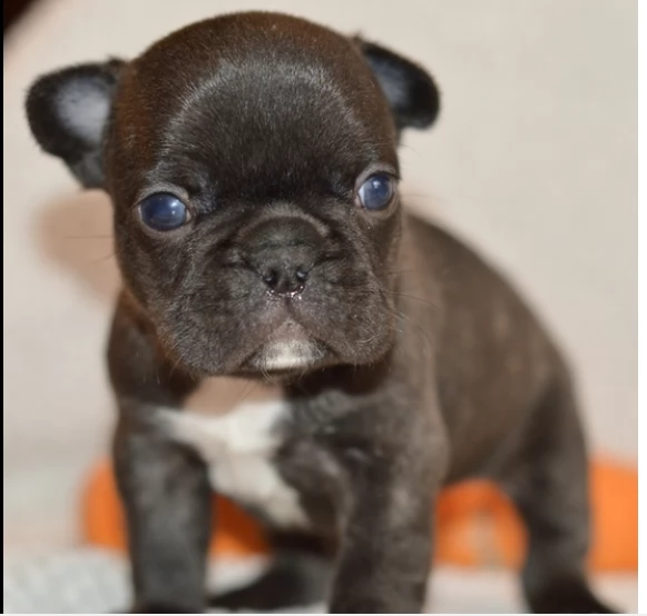 bulldog francese