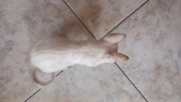 Bengala cuccioli  | Foto 1