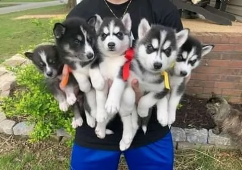 bellissimo cucciolo husky per ladozione