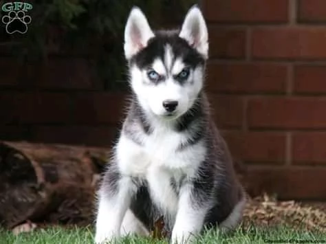 bellissimo cucciolo husky per ladozione | Foto 1
