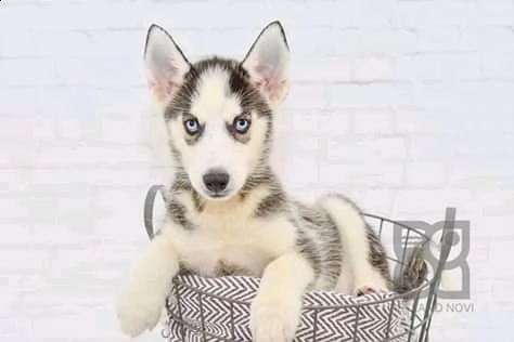 bellissimo cucciolo husky per ladozione | Foto 0
