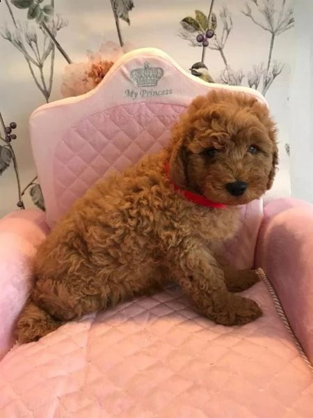cuccioli barboncino toy red