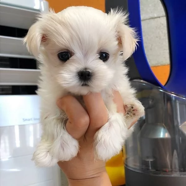 adorabili cuccioli maltesi