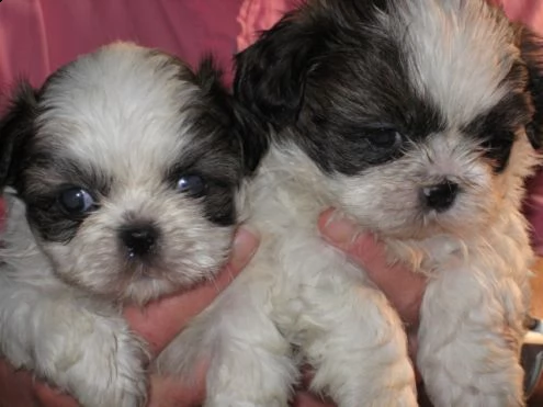 regalo cuccioli shih tzu