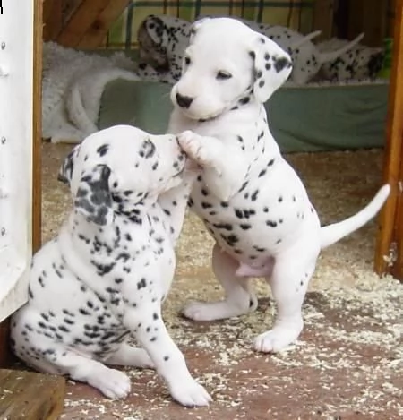 regalo cuccioli di dalmata