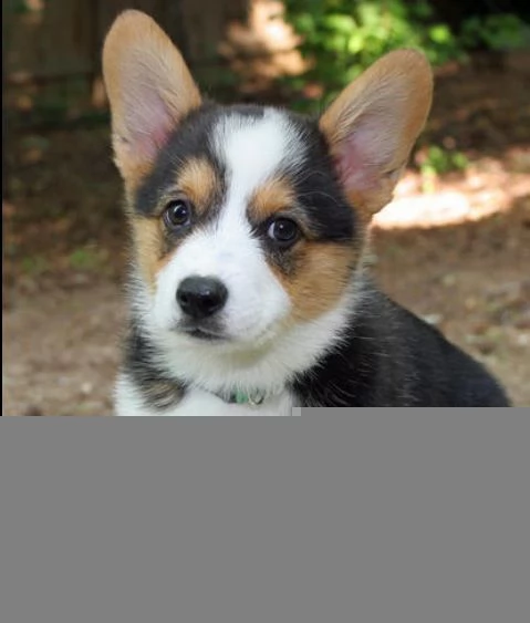 Sottobicchiere Quadrato Con Cane Welsh Corgi, Sughero Sul Retro, Finitura Lucida, 9.5x9.5 Cm, Regalo Divertente Per Amanti Dei Cani - 6
