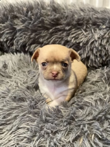vendita cuccioli di chihuahua nero e bianco | Foto 1