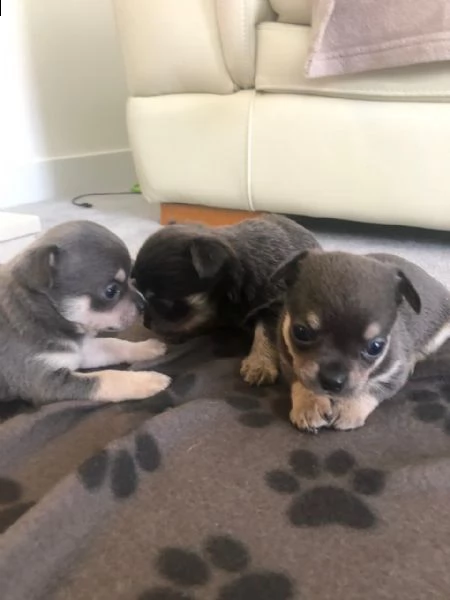 vendita cuccioli di chihuahua nero e bianco | Foto 0