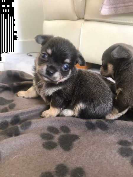 vendita cuccioli di chihuahua nero e bianco