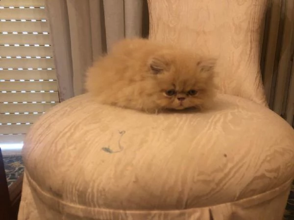 cuccioli di gatto persiano | Foto 6