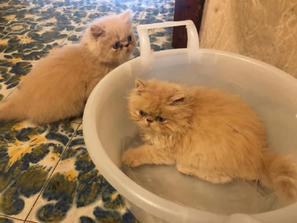 cuccioli di gatto persiano | Foto 5