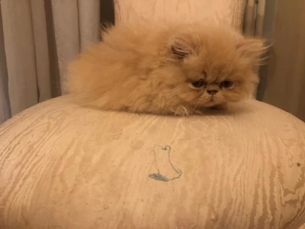 cuccioli di gatto persiano | Foto 4