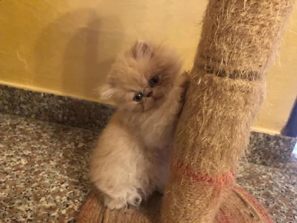cuccioli di gatto persiano | Foto 3