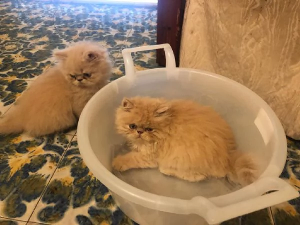 cuccioli di gatto persiano