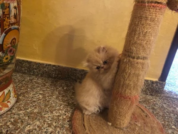 cuccioli di gatto persiano | Foto 2