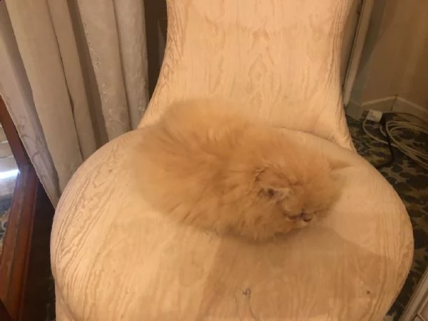 cuccioli di gatto persiano | Foto 0
