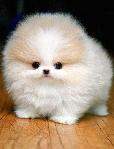 adorabili cuccioli di pomerania volpino femminucce e maschietti disponibili per ladozione gratuita 