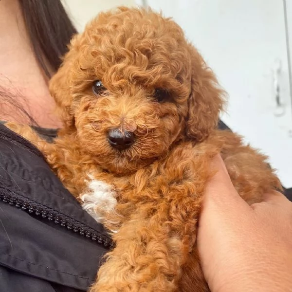 cuccioli di barboncino