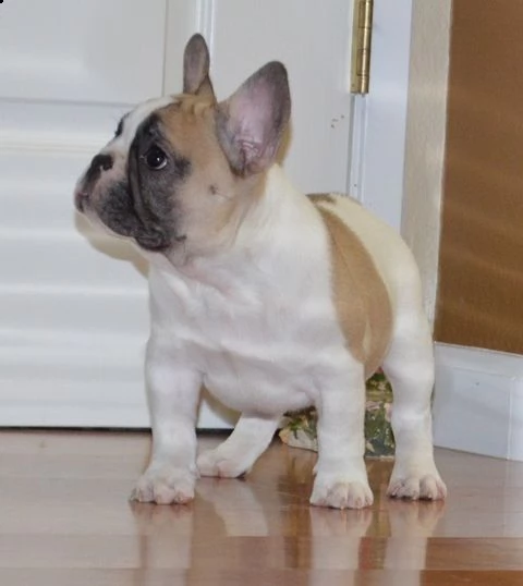 bulldog francese cuccioli da allevamento italiano veramente belli e molto socievoli disponibili da s
